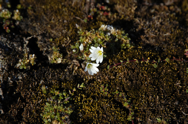 _DSC0695