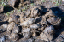 _DSC0771