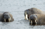_DSC5064_edited-1