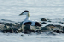 _DSC5504_edited-1